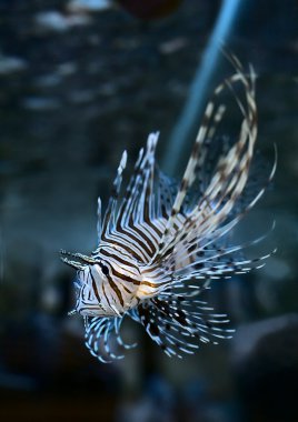 Pterois volitans