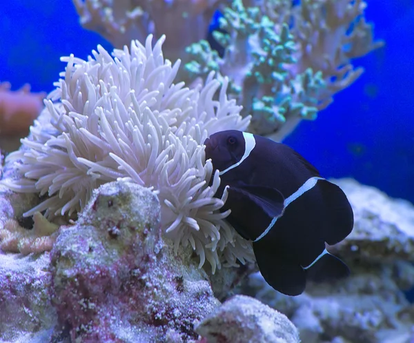 Maurské klaun premnas biaculeatus — Stock fotografie