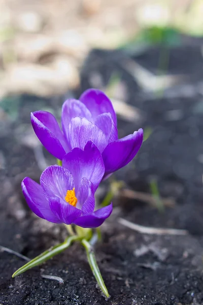 Zwei Krokusse — Stockfoto