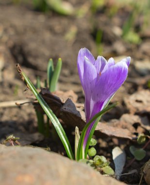 lone crocus