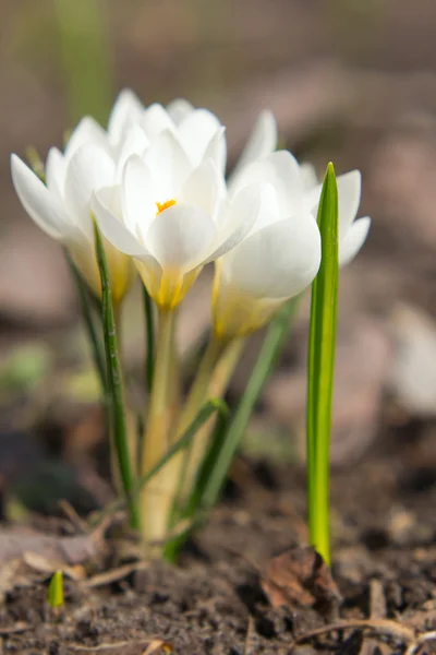 白クロッカスの花束 — ストック写真