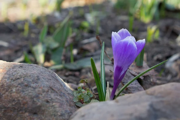 石で紫のクロッカス — ストック写真