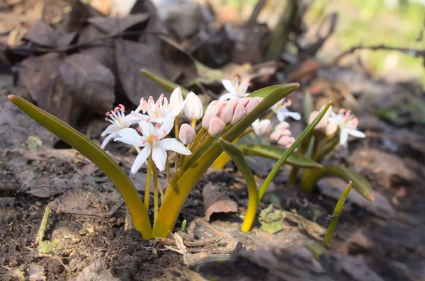 Blomväxter — Stockfoto