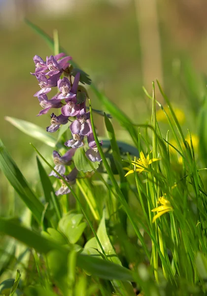 Corydalis solida en Geelster chomutovae — Stockfoto