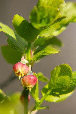 çiçekleri yaban mersini