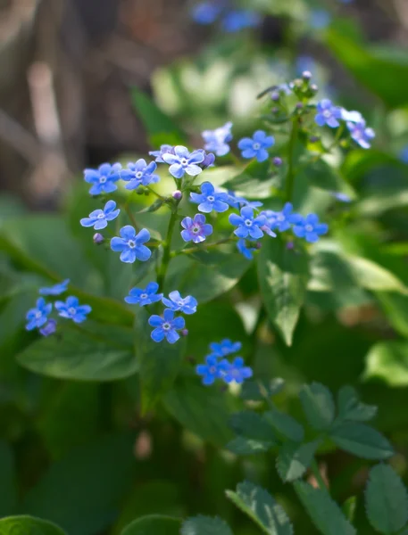 Bright flowers forget-me-not — Stock Photo, Image