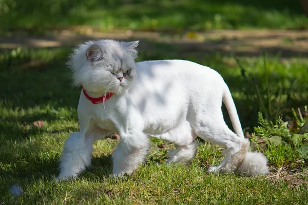 Beyaz Farsça kedi kırpılmış