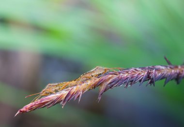 marsh böceklerin çiftleşme