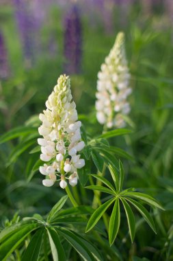 yabani çiçek açan lupines