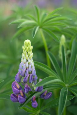 yabani çiçek açan lupines