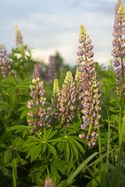 Landscape with lupine — Stock Photo, Image