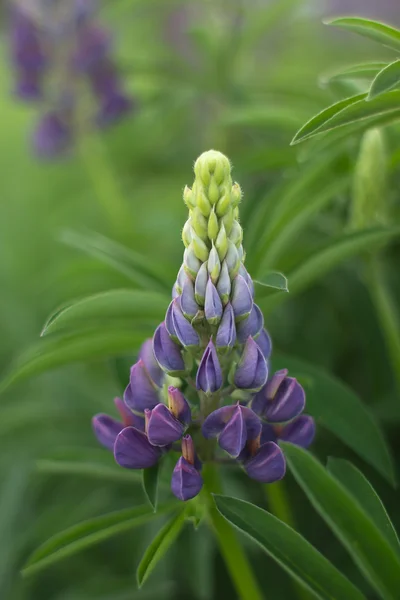 Wild blooming lupines — Stock Photo, Image