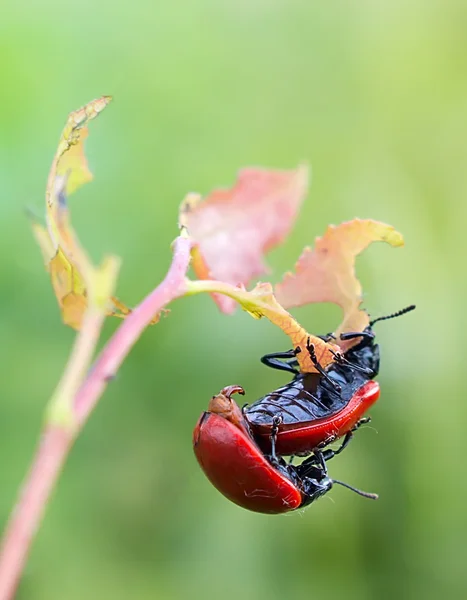 Mating poplar leaf beetle — Stock Photo, Image