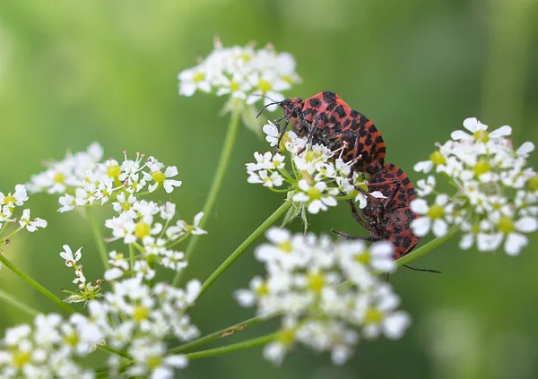 Graphosoma lineatum, grafozoma striped — Stock Photo, Image