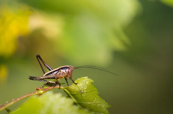 Little grasshopper — Stock Photo, Image