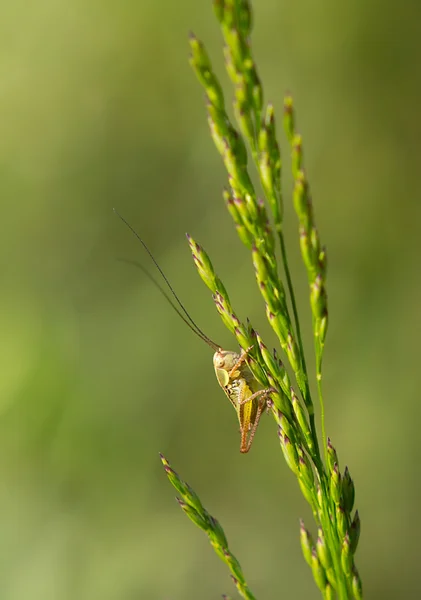 Liten gräshoppa med långa antenner — Stockfoto