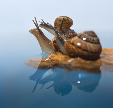 bir kayanın üzerinde üç salyangoz