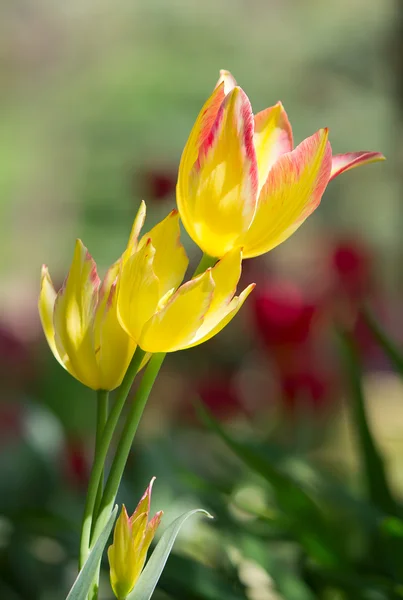 Žluté tulipány keř — Stock fotografie