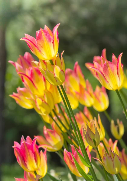 Tulipanes amarillos Arbusto — Foto de Stock