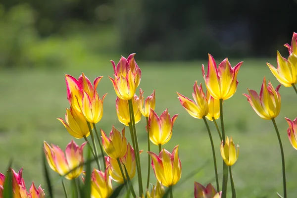 Tulipanes amarillos Arbusto — Foto de Stock