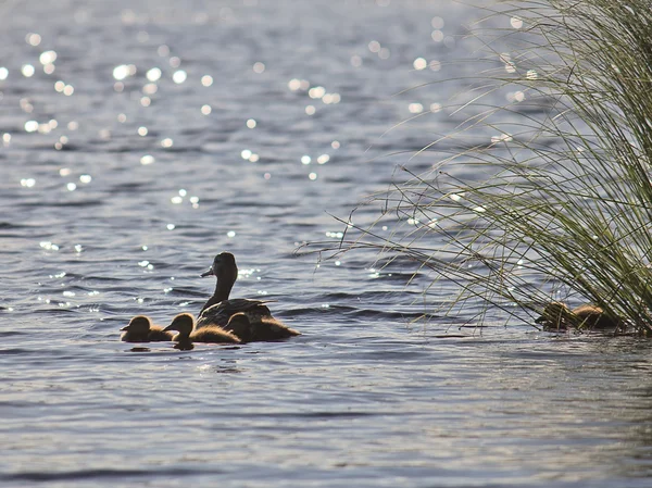 Ördekli ördek — Stok fotoğraf