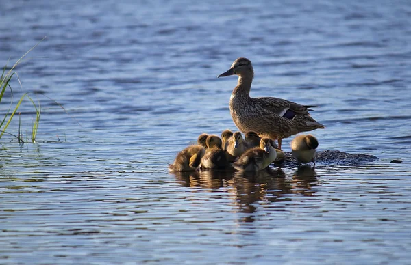 Pato com patinhos — Fotografia de Stock