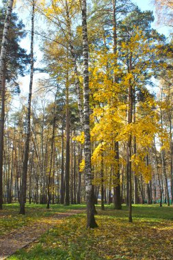 Sonbahar parkında yapraklar dökülüyor