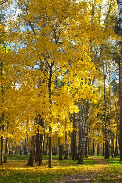 Pád listí v podzimním parku — Stock fotografie