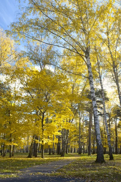 Caída de hojas en el parque de otoño — Foto de Stock