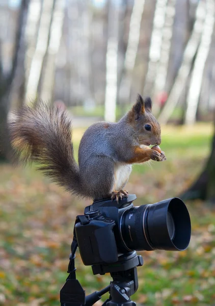 L'écureuil et la caméra — Photo