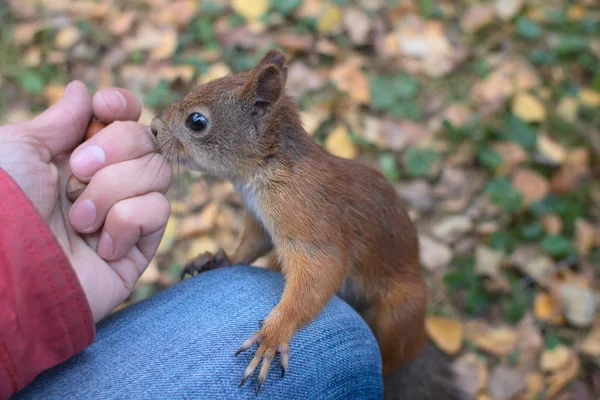 Ardilla en el bosque de otoño — Foto de Stock