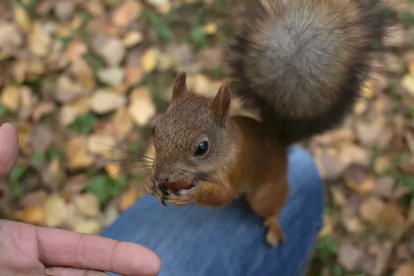 Ardilla en el bosque de otoño — Foto de Stock