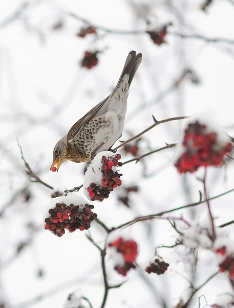 Ardıç fieldfare