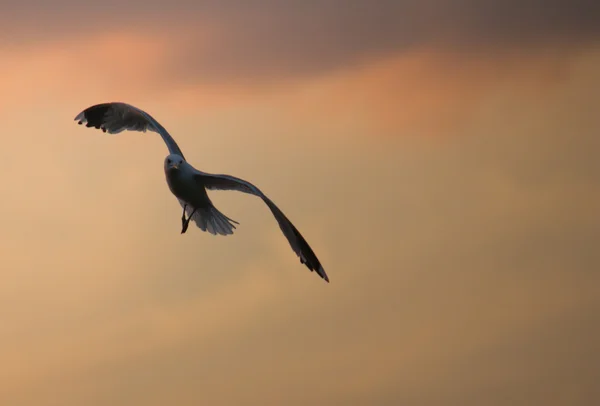 Gaviota voladora — Foto de Stock