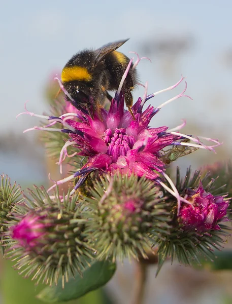 Bumblebee — Stock Photo, Image