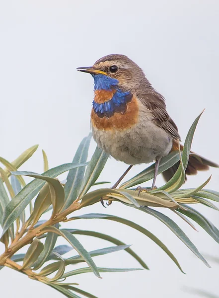 Bluethroat - Luscinia svecica