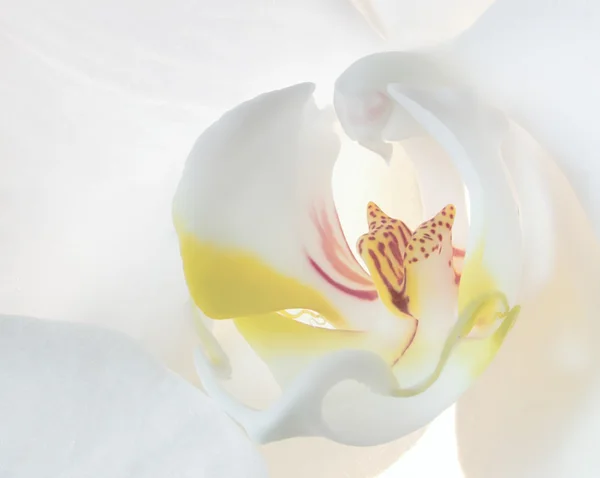 Zachte witte orchidee — Stockfoto