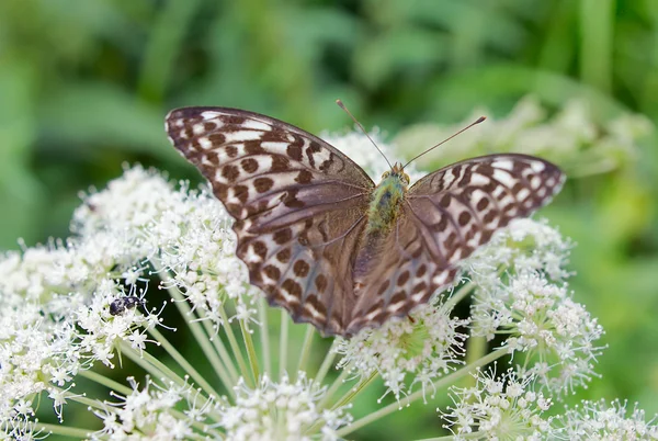 Butterfly — Stock Photo, Image