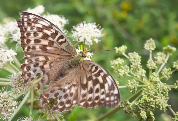 Mariposa. —  Fotos de Stock