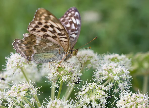 Butterfly — Stock Photo, Image