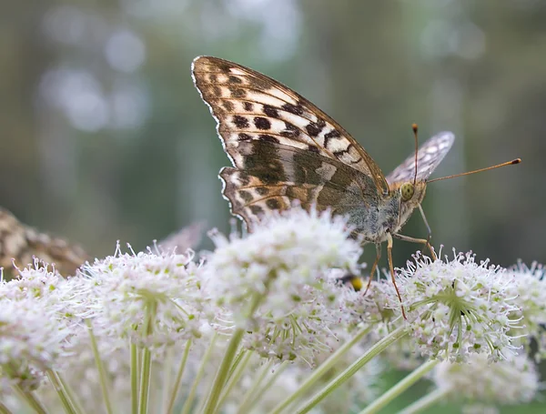 Butterfly — Stock Photo, Image