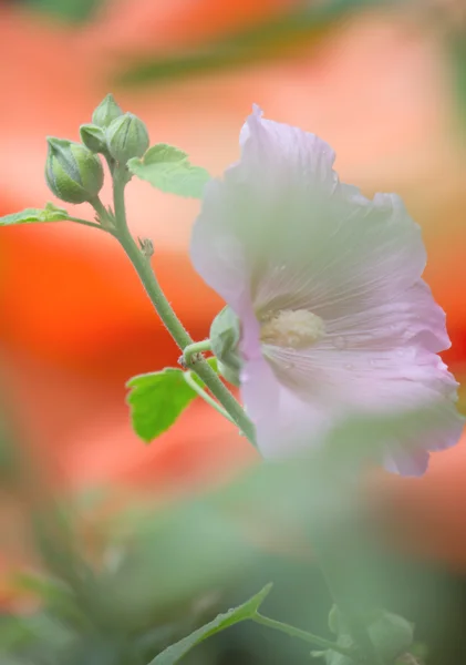 Althaea rosea — Fotografia de Stock