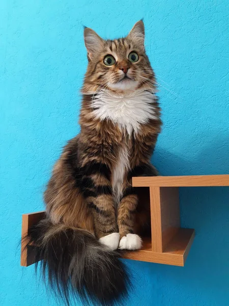 本棚には緑の目をした美しい猫が座っており ターコイズの背景を見ています — ストック写真