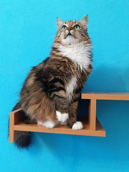 本棚には緑の目をした美しい猫が座っており ターコイズの背景を見上げます — ストック写真