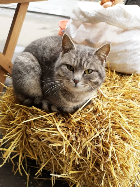 Katt Vid Namn Vasily Solar Vårsolen Sitter Höet — Stockfoto