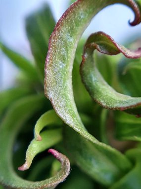 Willow yavruları yakın çekimde bırakır. Yaprak dokusu. Makro doğa.