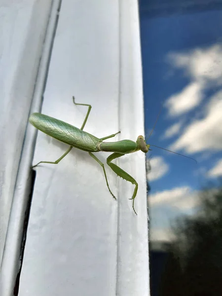 Gemeinsame Gottesanbeterin Oder Religiöse Gottesanbeterin Auf Einem Weißen Fenster — Stockfoto