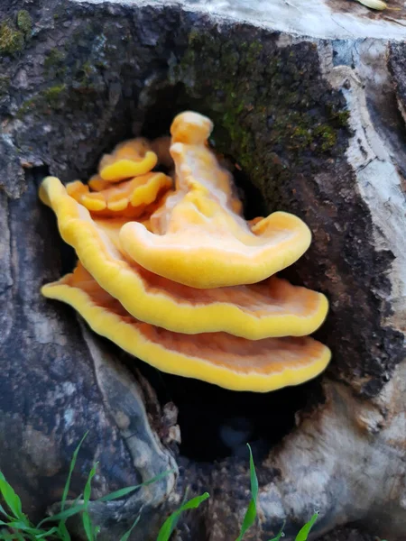 Mushroom tinder sulfur-yellow in the hollow of an old stump.