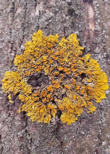 Lichen Een Dorre Boomtak Close Groen Geel Korstmos Schors Van — Stockfoto