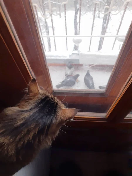 猫は木製の窓の上に座って鳩で窓の外を見る — ストック写真